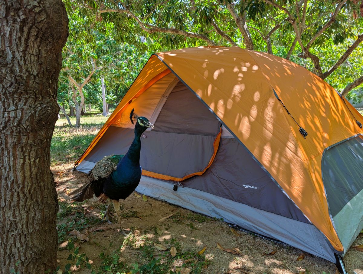 Orange dome tent pitched in dappled shade under the trees at the orchard camping and caravan site in Zipolite, Oaxaca, a bag hung from a line beside it